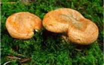 Champignons (+info)